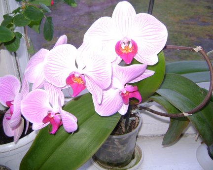 Мои любимые комнатные цветы №30209