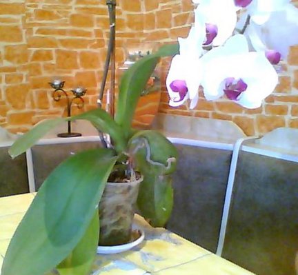 Мои любимые комнатные цветы №30210