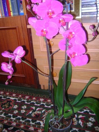 Мои любимые комнатные цветы №30214