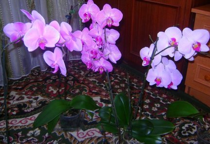 Мои любимые комнатные цветы №30217