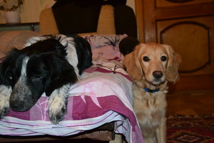 Схема получается совершенно с другими цветами №30242