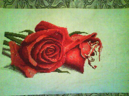 Розы в росе №31274