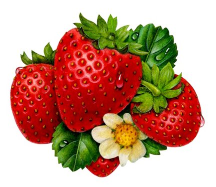 Moi klubniki №31406