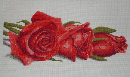 Розы в росе №31762