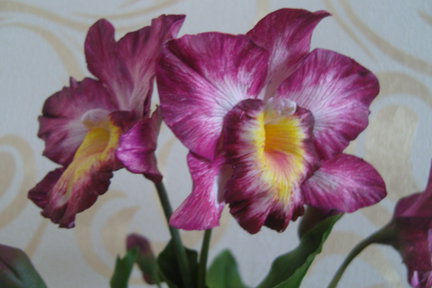 Холодный фарфор №32145