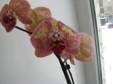 Мои любимые комнатные цветы №37164