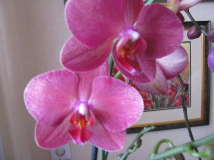 Мои любимые комнатные цветы №41053