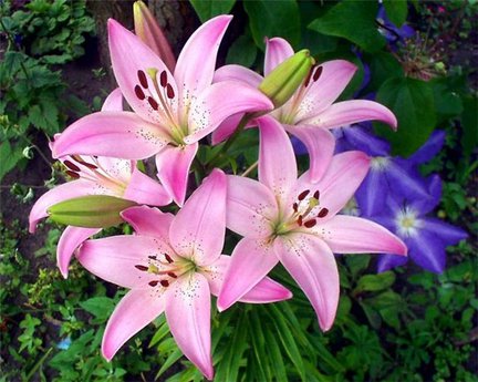 Segodnya u menya den rojdenya! №43226