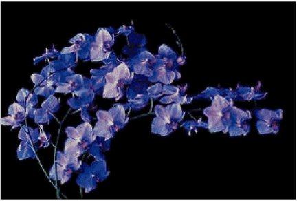 Орхидея от ГК №53243