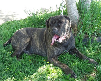 Домашние животные №54194