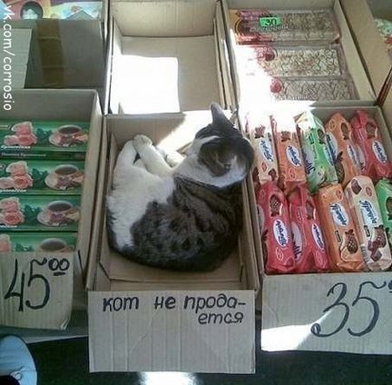 Весёлые картинки №55156