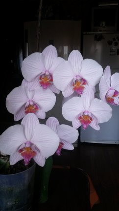 Мои любимые комнатные цветы №55725