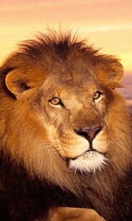 Львы, тигры, леопарды (собираем картинки) №60388