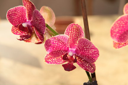 Мои любимые комнатные цветы №61544