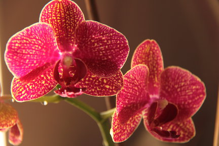 Мои любимые комнатные цветы №61554