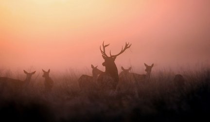 Есть красивая картинка, нужен совет №61712