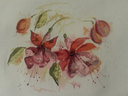 Фуксии в акварели в процессе №63306