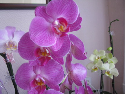 Мои любимые комнатные цветы №67821