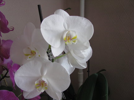 Мои любимые комнатные цветы №67822