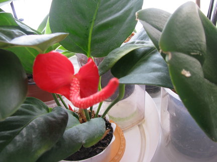 Мои любимые комнатные цветы №67830