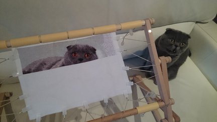 Вислоухий №73559