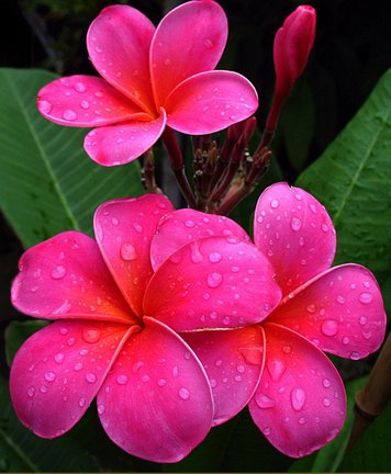 Плюмерия №74534