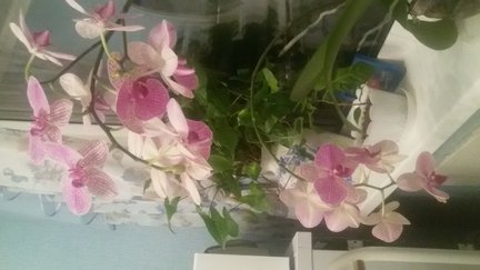 Пиратский кораблик №81841