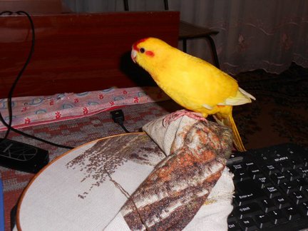 Белый тигр на черной канве №83063