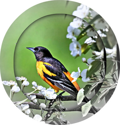 Картины в дизайнерских рамках №83349