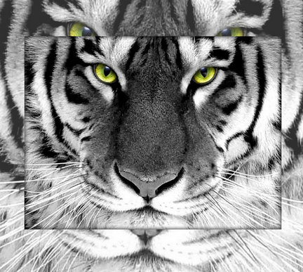 Картины в дизайнерских рамках №84437