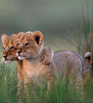 Забавное в дикой природе. Улыбнитесь! №89670