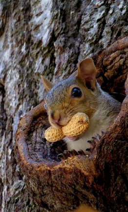 Забавное в дикой природе. Улыбнитесь! №90106