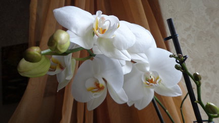 Мои любимые комнатные цветы №90293