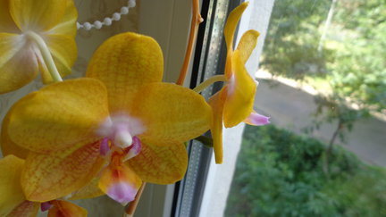 Мои любимые комнатные цветы №90296