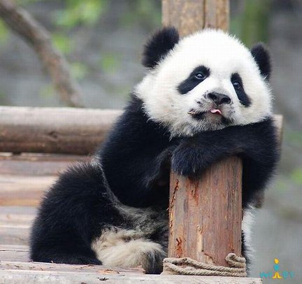 Забавное в дикой природе. Улыбнитесь! №91055