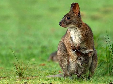 Забавное в дикой природе. Улыбнитесь! №91271