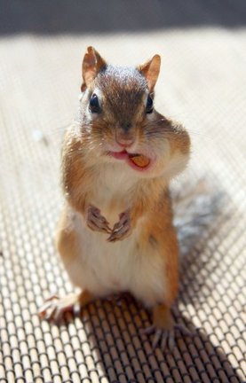 Забавное в дикой природе. Улыбнитесь! №91748