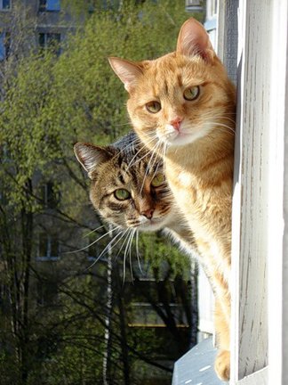 Забавное в дикой природе. Улыбнитесь! №91763