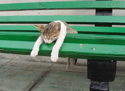 Забавное в дикой природе. Улыбнитесь! №91765