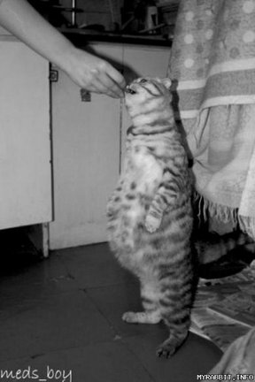 Забавное в дикой природе. Улыбнитесь! №91774