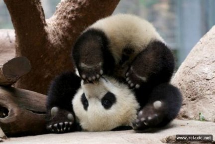 Забавное в дикой природе. Улыбнитесь! №91800