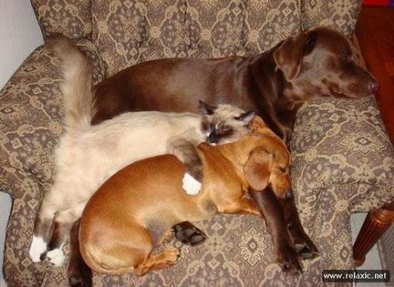 Забавное в дикой природе. Улыбнитесь! №91801