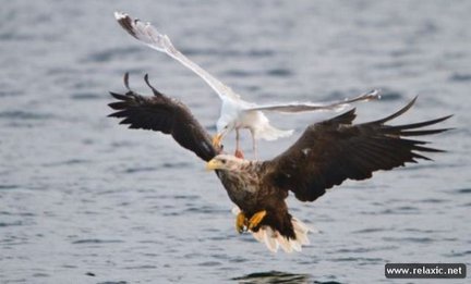 Забавное в дикой природе. Улыбнитесь! №91809