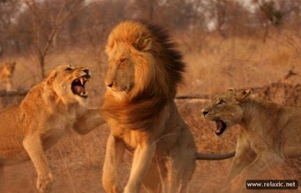 Забавное в дикой природе. Улыбнитесь! №91810