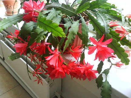 Мои любимые комнатные цветы №102271