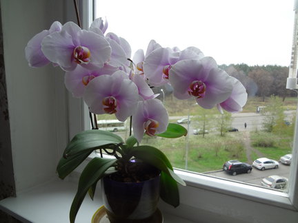 Мои любимые комнатные цветы №102287