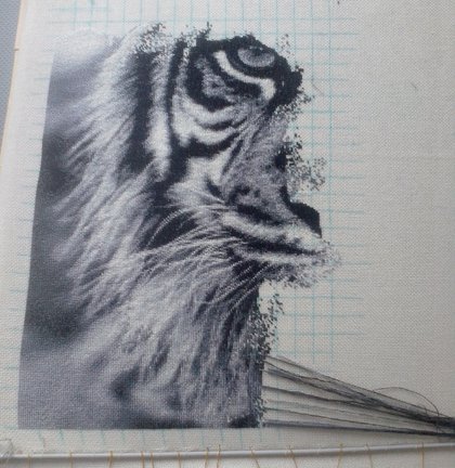Тигр №103159