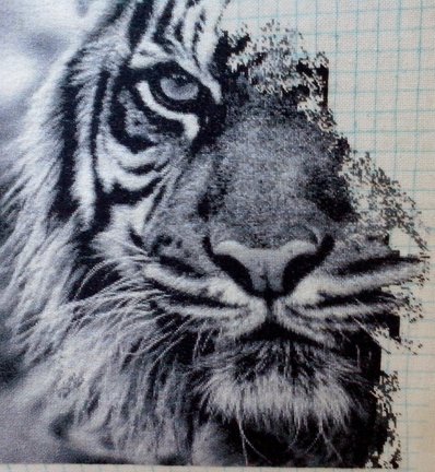 Тигр №104237