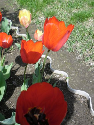 Триптих «Тюльпаны» №104676