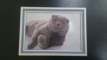 Вислоухий №107033